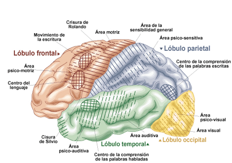 partes cerebro