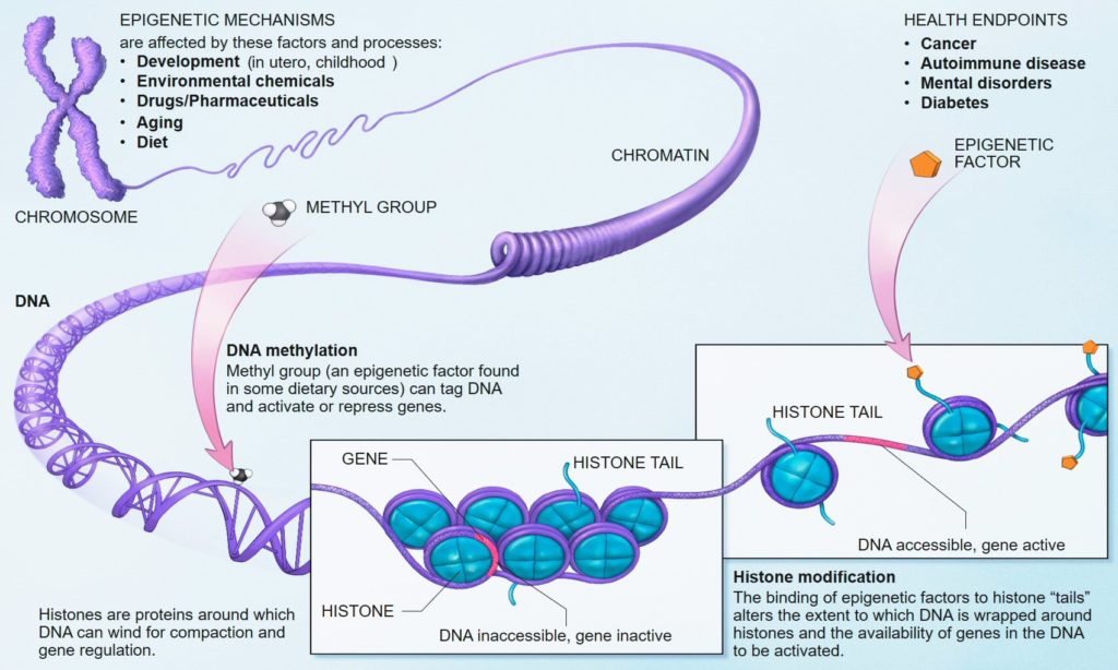Epigenetica