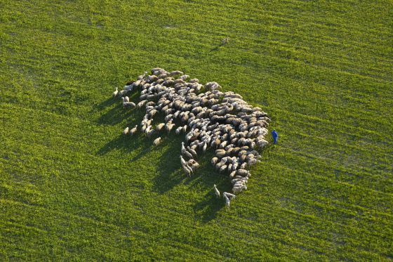 El futuro de la ganadería: Una moderna instalación de ovino.